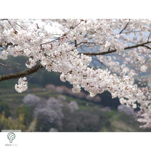 Fehér virágú japán díszcseresznye habitus, virágzásban