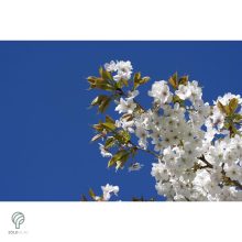 Fehér virágú japán díszcseresznye habitus, virágzásban