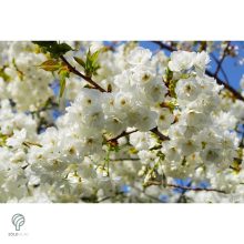 Fehér virágú japán díszcseresznye habitus, virágzásban