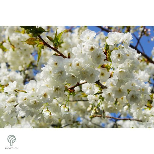 Fehér virágú japán díszcseresznye habitus, virágzásban