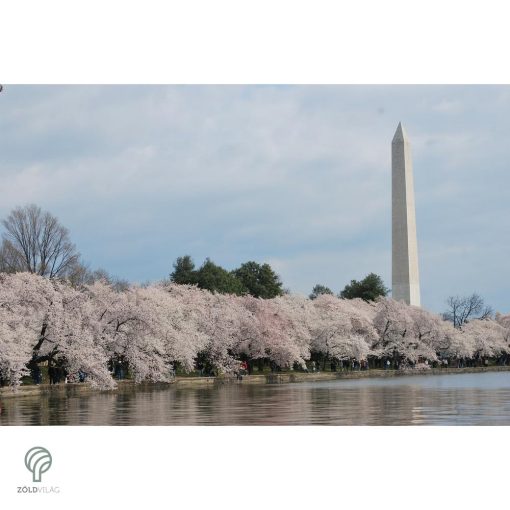 Fehér virágú japán díszcseresznye habitus, virágzásban