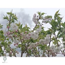 Fehér virágú japán díszcseresznye habitus, virágzásban