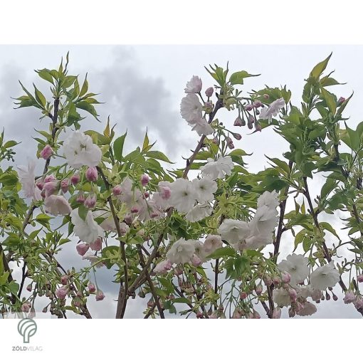 Fehér virágú japán díszcseresznye habitus, virágzásban