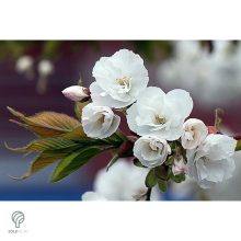 Fehér virágú japán díszcseresznye habitus, virágzásban