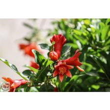 Gránátalma / Punica granatum 