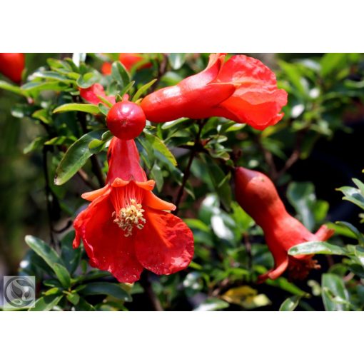 Gránátalma / Punica granatum 