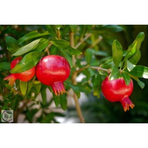 Gránátalma / Punica granatum 