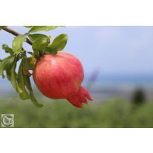 Gránátalma / Punica granatum 