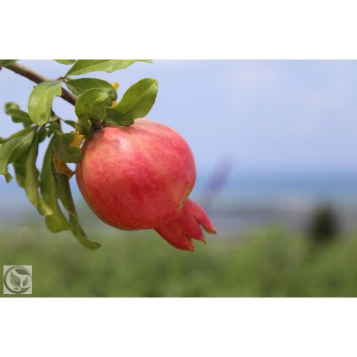 Gránátalma / Punica granatum 
