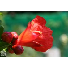 Gránátalma / Punica granatum 