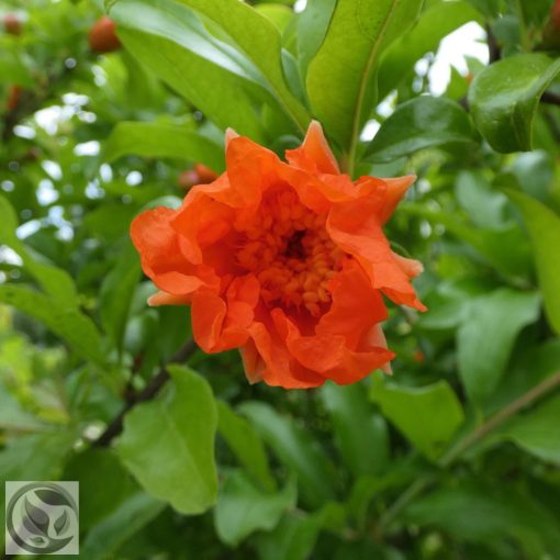 Gránátalma / Punica granatum 