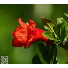 Gránátalma / Punica granatum 