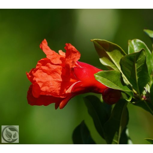 Gránátalma / Punica granatum 