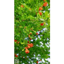 Gránátalma / Punica granatum 