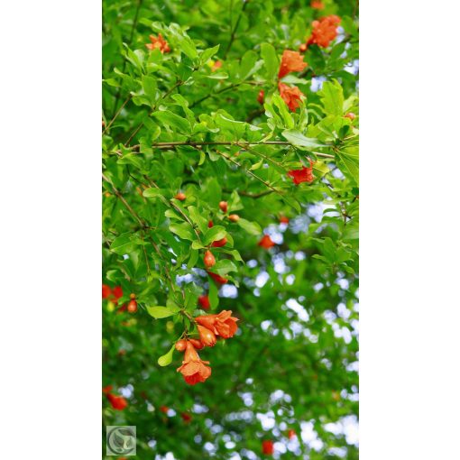 Gránátalma / Punica granatum 