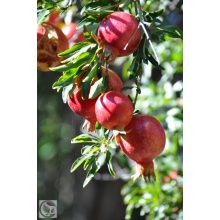 Gránátalma / Punica granatum 