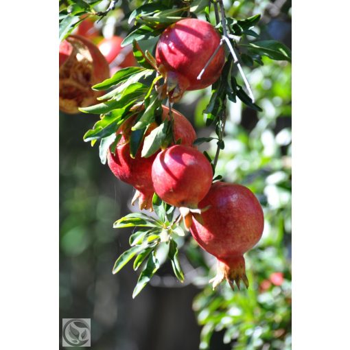 Gránátalma / Punica granatum 