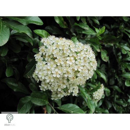 Golden Charmer tűztövis / Pyracantha coccinea 