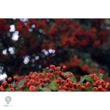 Kasan tűztövis / Pyracantha coccinea 
