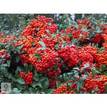 Kasan tűztövis / Pyracantha coccinea 