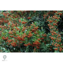 Kasan tűztövis / Pyracantha coccinea 