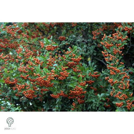 Kasan tűztövis / Pyracantha coccinea 