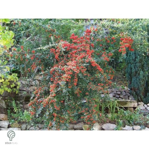 Kasan tűztövis / Pyracantha coccinea 