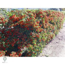 Kasan tűztövis / Pyracantha coccinea 