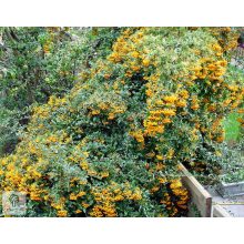 Orange Glow tűztövis / Pyracantha coccinea 