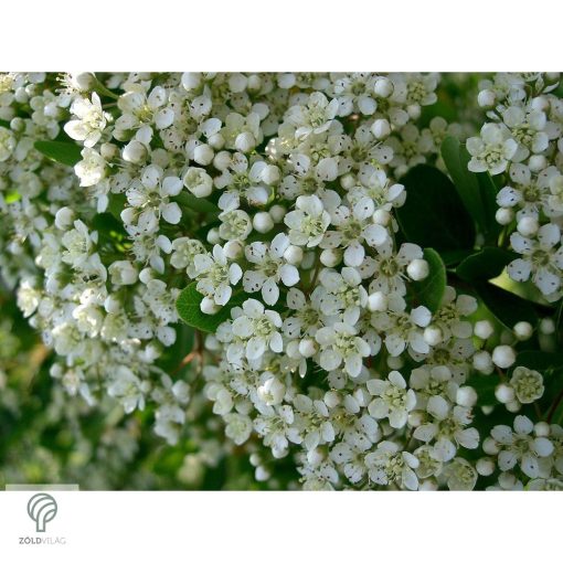 Orange Glow tűztövis / Pyracantha coccinea 