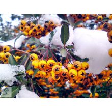 Orange Glow tűztövis / Pyracantha coccinea 