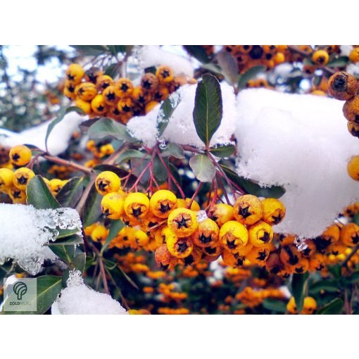 Orange Glow tűztövis / Pyracantha coccinea 