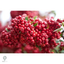 Praecox tűztövis / Pyracantha coccinea 