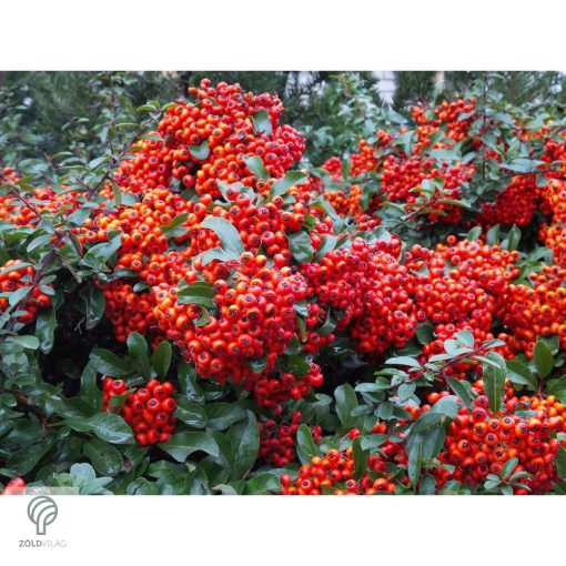 Praecox tűztövis / Pyracantha coccinea 