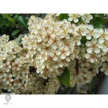 Praecox tűztövis / Pyracantha coccinea 