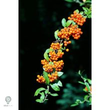 Tűztövis termésdíszben