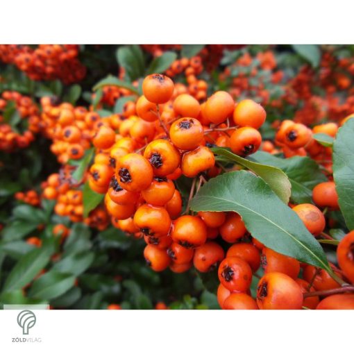 Tűztövis termésdíszben