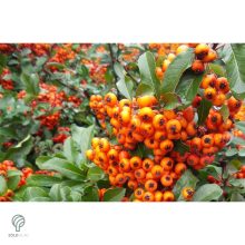 Tűztövis termésdíszben