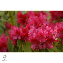 Havasszépe / rododendron | piros rododendron - Markeeta's Price