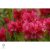   Havasszépe / rododendron | piros rododendron - Markeeta's Price