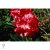   Havasszépe / rododendron | piros rododendron - Markeeta's Price