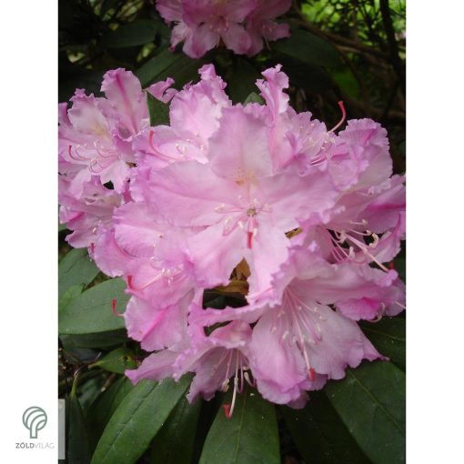 Havasszépe / Rhododendron | púder rózsaszín rododendron - Dreamland