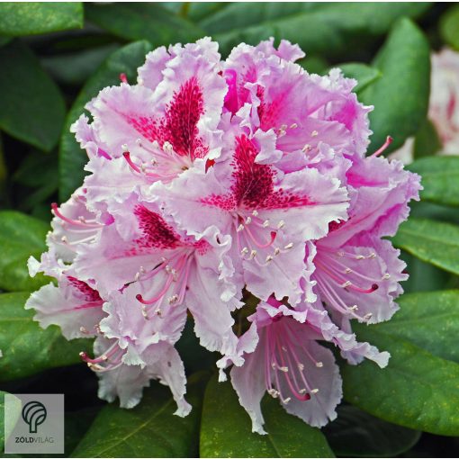 Havasszépe / Rhododendron | púder rózsaszín rododendron - Dreamland