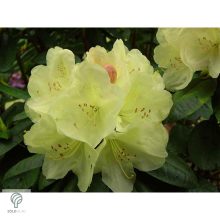 Havasszépe / Rhododendron | sárga rododendron - Ehrengold 