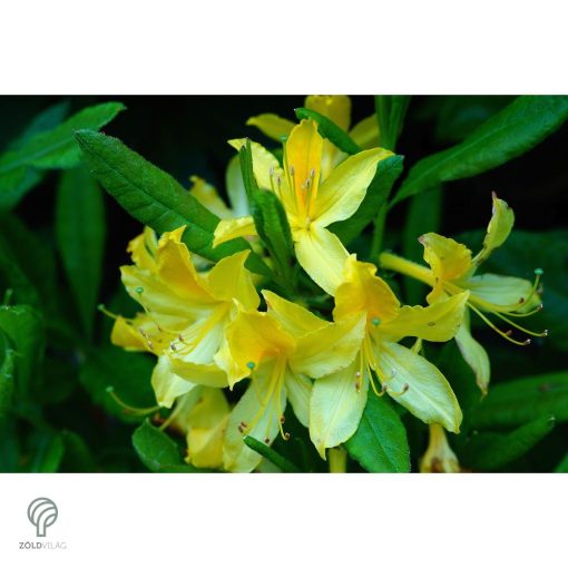Havasszépe / Rhododendron | sárga rododendron - Ehrengold 