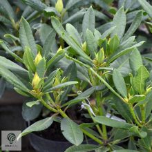 Havasszépe / Rhododendron | sárga rododendron - Ehrengold 