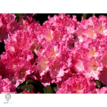 Havasszépe / Rhododendron - sötét rózsaszín - Kalinka