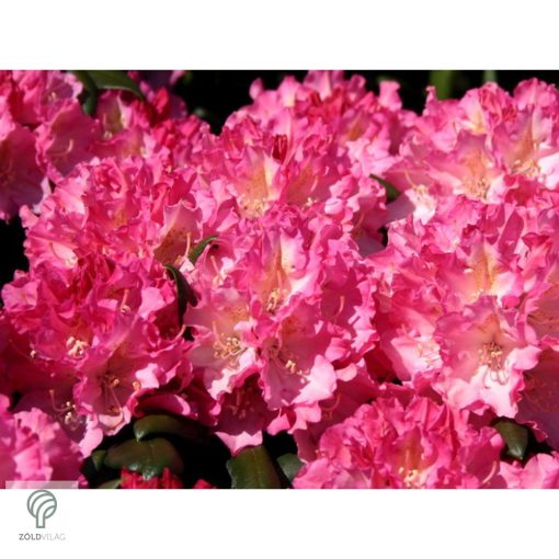 Havasszépe / Rhododendron - sötét rózsaszín - Kalinka