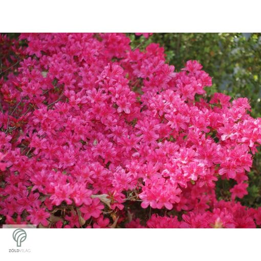 Havasszépe / Rhododendron - sötét rózsaszín - Kalinka