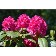 Havasszépe / Rhododendron - sötét rózsaszín - Kalinka